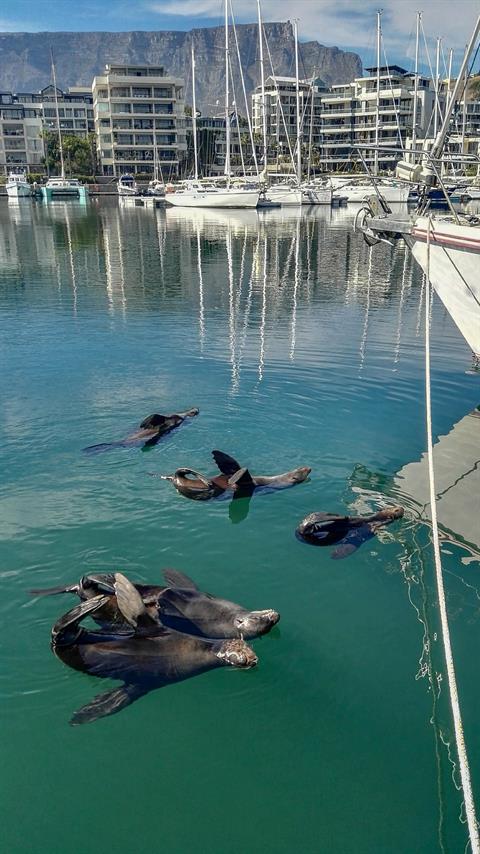 Die Seehunde haben im Hafen der V&A Marina in Kapstadt ein sehr gemütliches leben. Wenn sie nicht so stinken würden, könnte man diese lustigen Tiere richtig "knuddeln" :-))